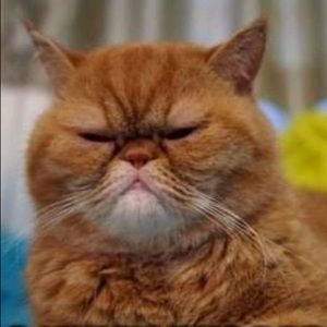 Meet your Posher, Rudi